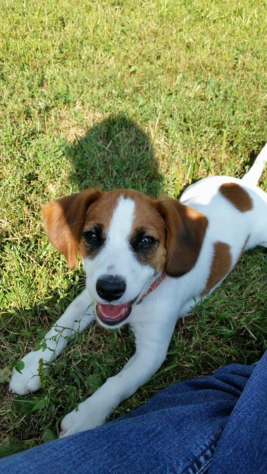 Dog Daycare in Muncie, IN | American PineAcre Kennels